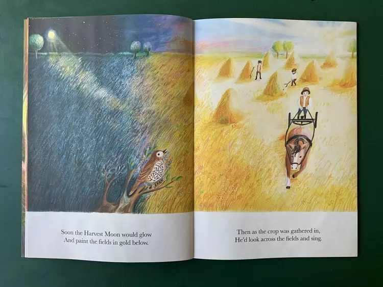An illustration of a corn field starting in the night , turning into day, the Mistle thrush is singing on a branch in the foreground